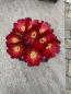 Preview: Sulcorebutia mariana
